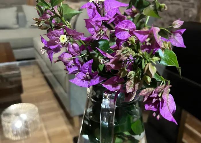 Zen Casa House Appartement